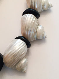 Sliced Seashells